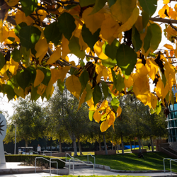 tree with leaves and building in the background