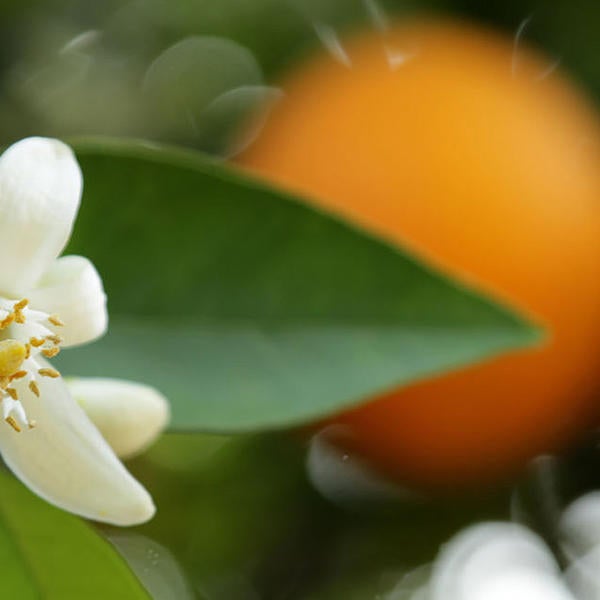citrus bloom and oranges on tree (c) UCR/Stan Lim