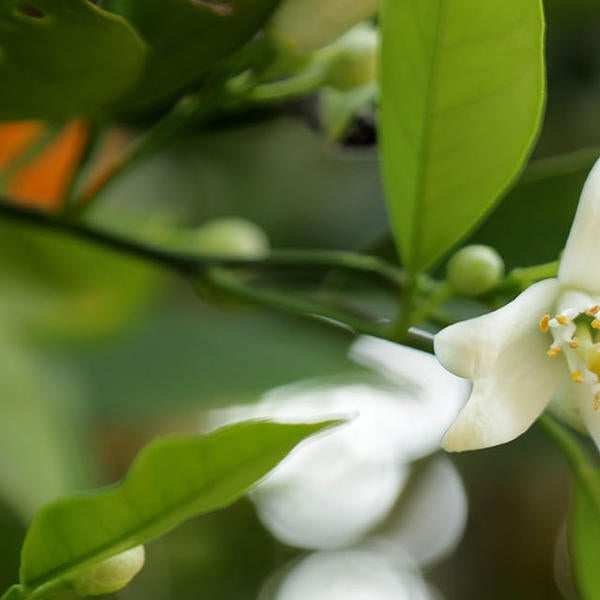citrus bloom and oranges on tree (c) UCR/Stan Lim