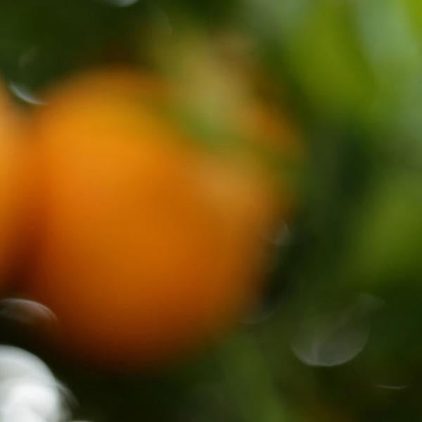 citrus bloom and oranges on tree (c) UCR/Stan Lim