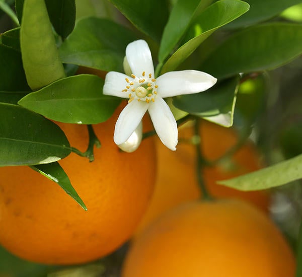 citrus bloom and oranges on tree (c) UCR/Stan Lim