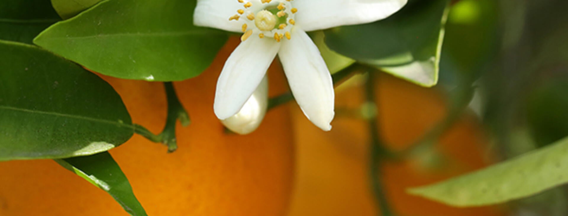 Citrus Bloom on a tree
