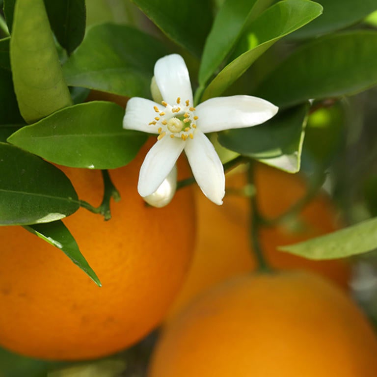 citrus bloom and oranges on tree (c) UCR/Stan Lim
